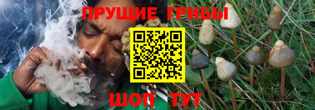 Галлюциногенные грибы Cubensis Донецк